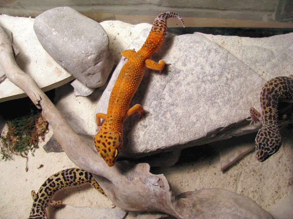 Geckos2.gif