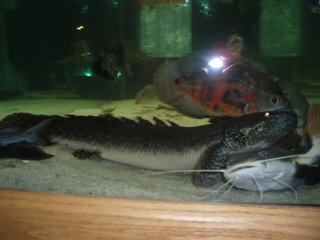 ORNATEBICHER2.jpg