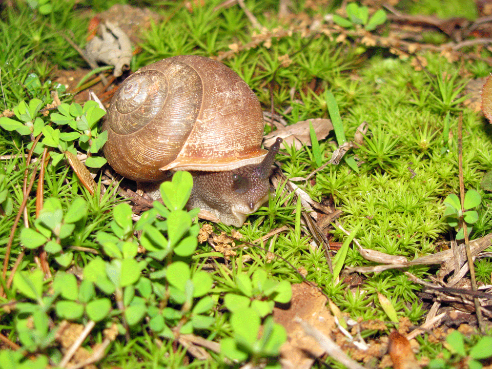 Snail.gif