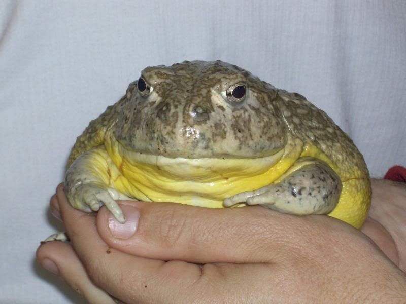 Giant_pixie_frog_best_04.jpg
