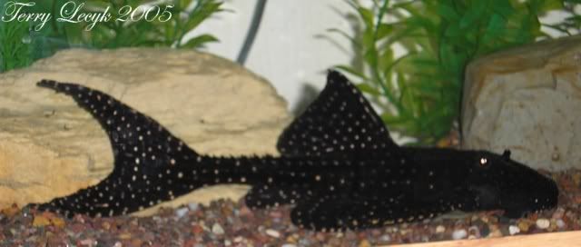 pleco5.jpg