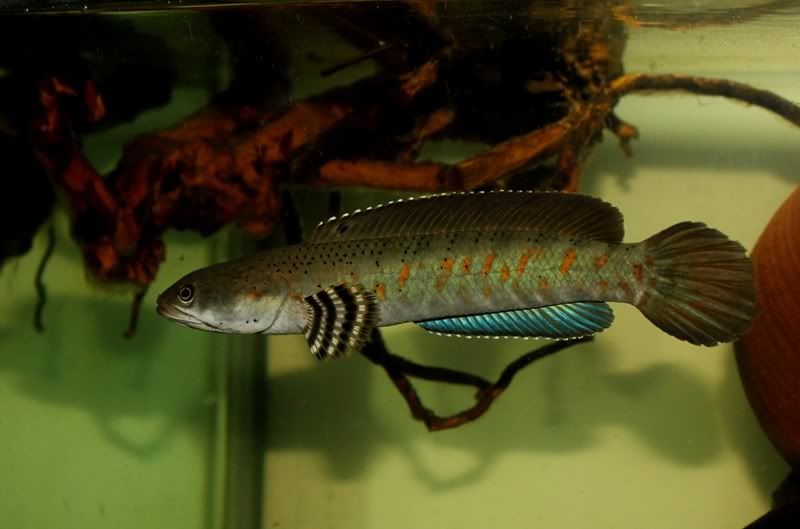Cpulchra.jpg
