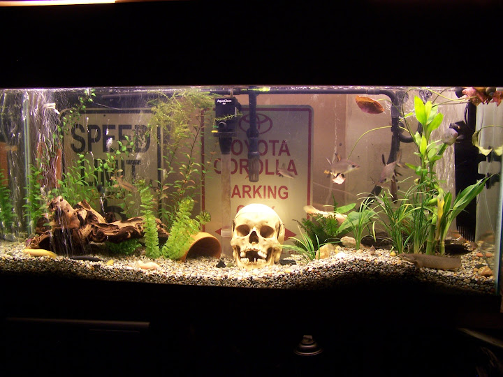 tank_5_27_10.JPG