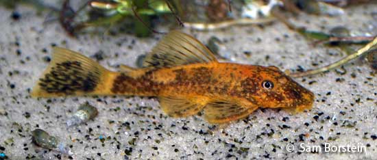 calico-bristlenose.jpg