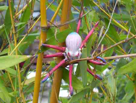 sighting.bambooctopus.jpg