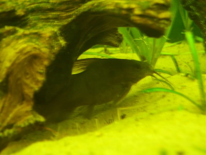SV201106.jpg