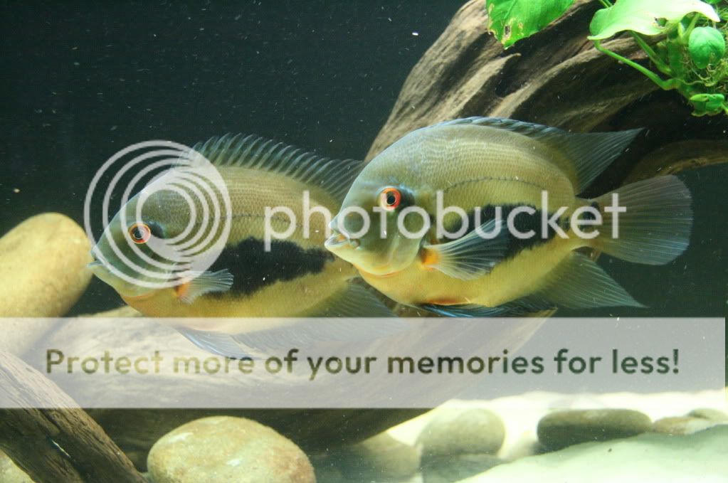 Uaru amphiacanthoides Uaru Amphiacanthoides MonsterFishKeeperscom