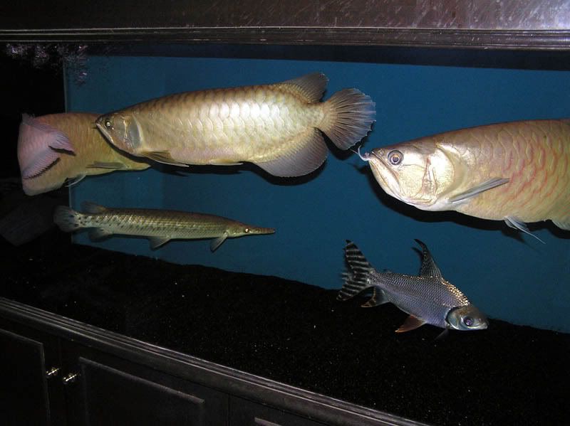 P1010008.jpg