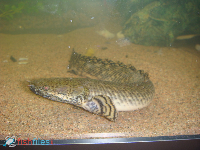 z7ct6pfg_Picture_230.jpg