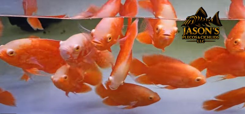 jasonsplecoscichlids.com