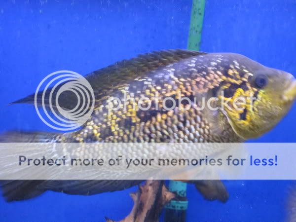 parachromis3.jpg