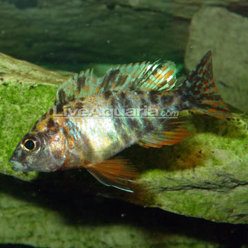 p-26139-cichlid.jpg