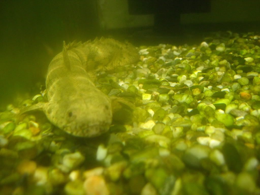 Pets078.jpg