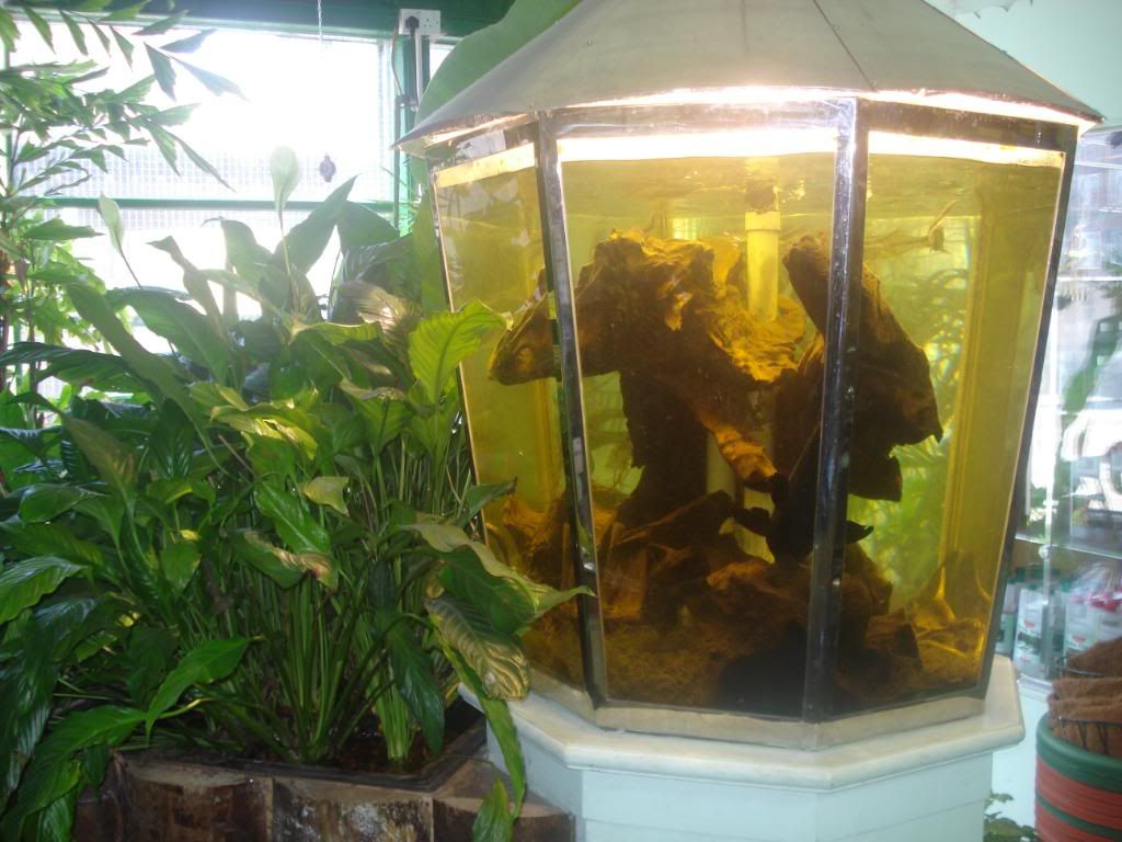 pondtank001.jpg