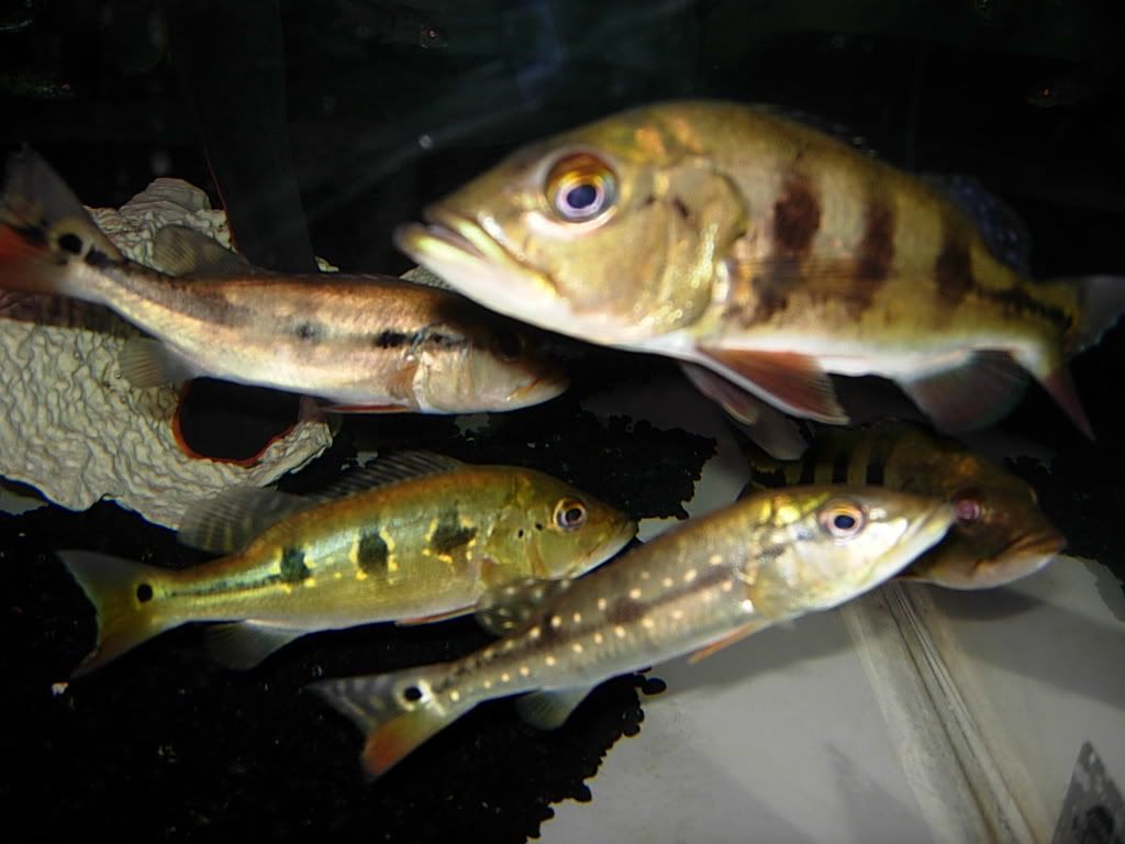 peacockbassschool012.jpg