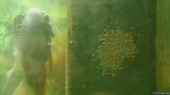 v15sdmfd_severum.jpg