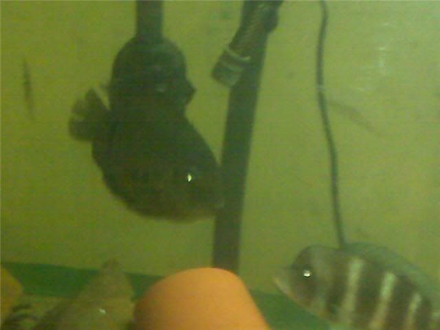 severum5.jpg