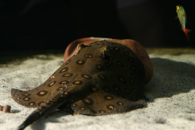 raytank101.jpg
