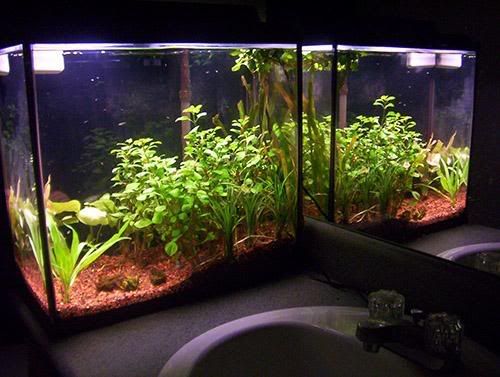 planttank.jpg