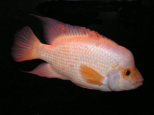 carl300b500pix.jpg