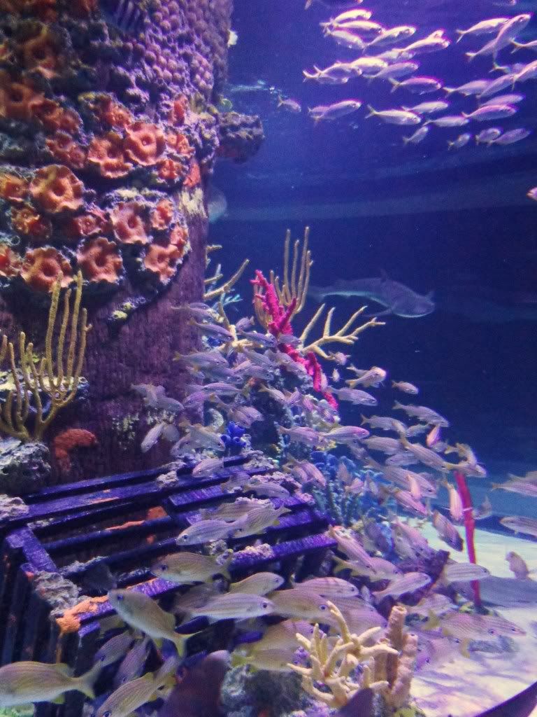 DSC01454.jpg