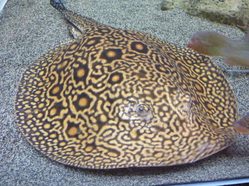 P1000747.jpg