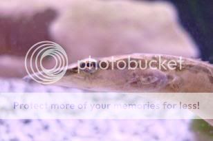 fish028.jpg