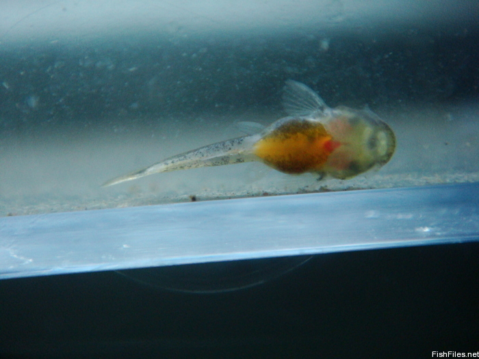 78tr4ngc_DSC00066.JPG