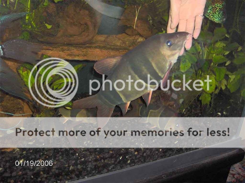 Clownloach_pet17years.jpg