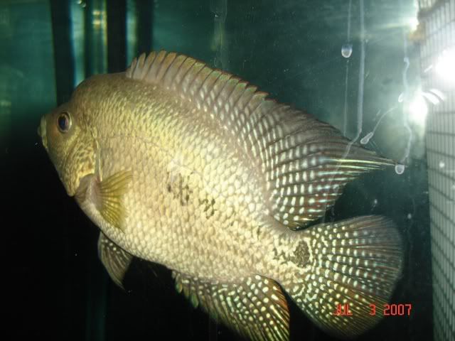 DSC00425.jpg