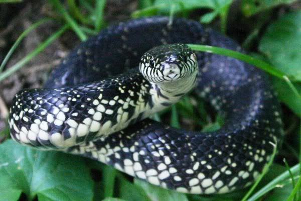 BlackKingsnake.jpg
