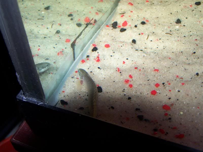 polypterus8.jpg