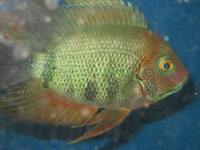 Mahatoandgreenarocomm044.jpg