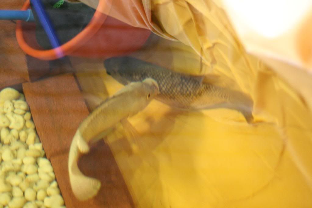 PondorHF100054.jpg