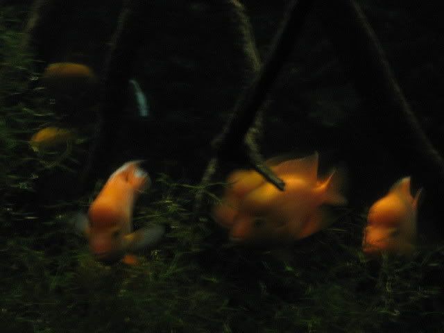 fotosacuario049.jpg