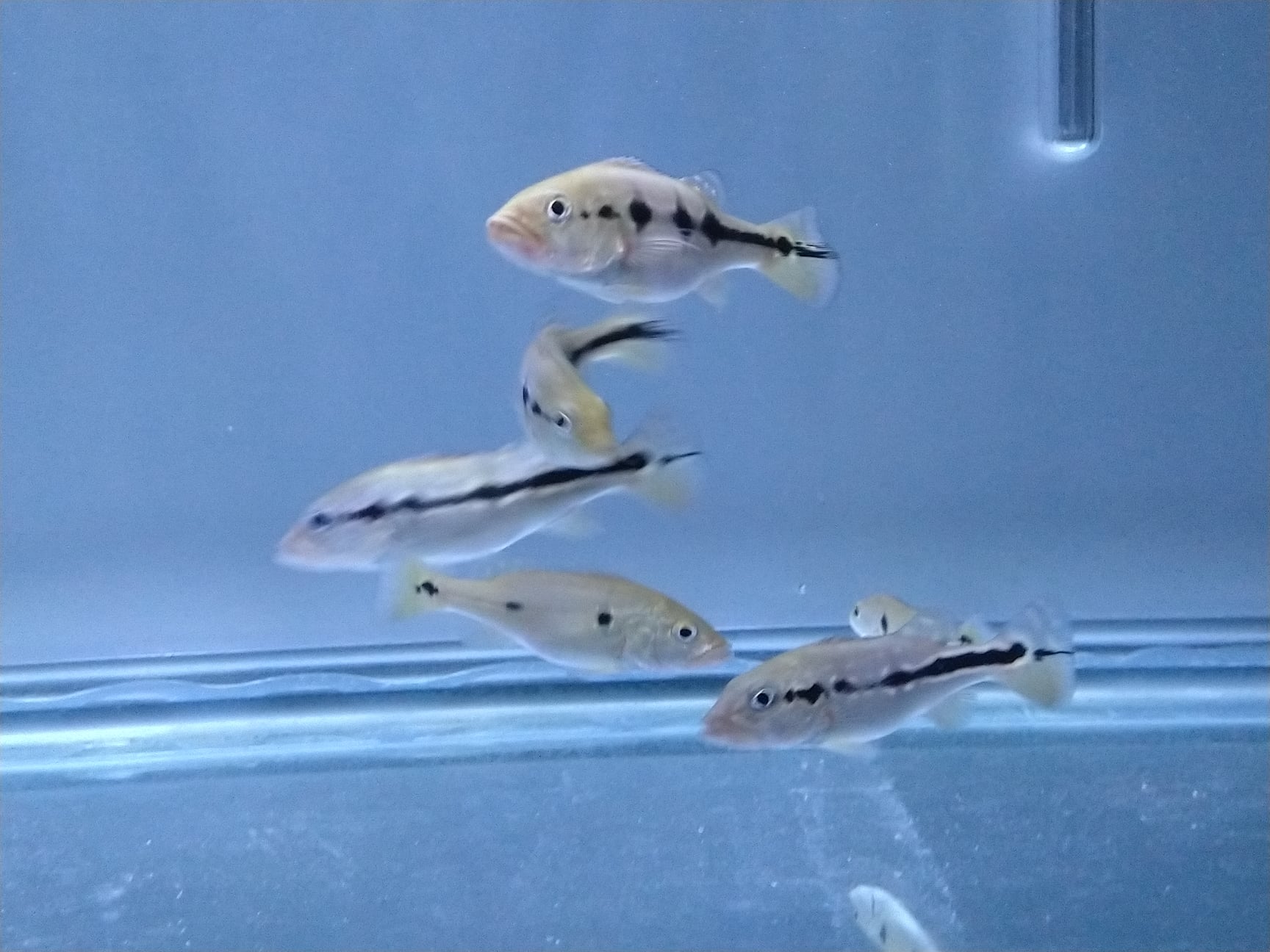 YtEmOgL.jpg