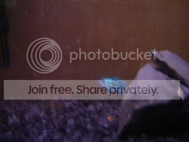 elecbluejack.jpg