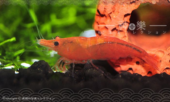 14_Jun_2016_Neocaridina010_zpscbhdkecy.jpg