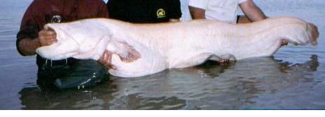 albino-catfish-b.jpg