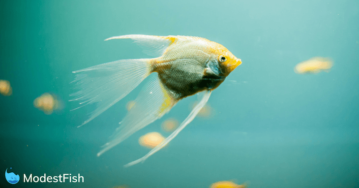 modestfish.com