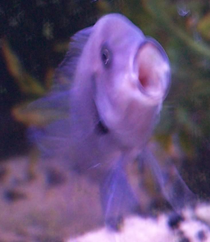 newfishpvc022.jpg