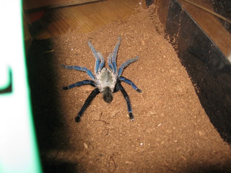 bugs035.jpg