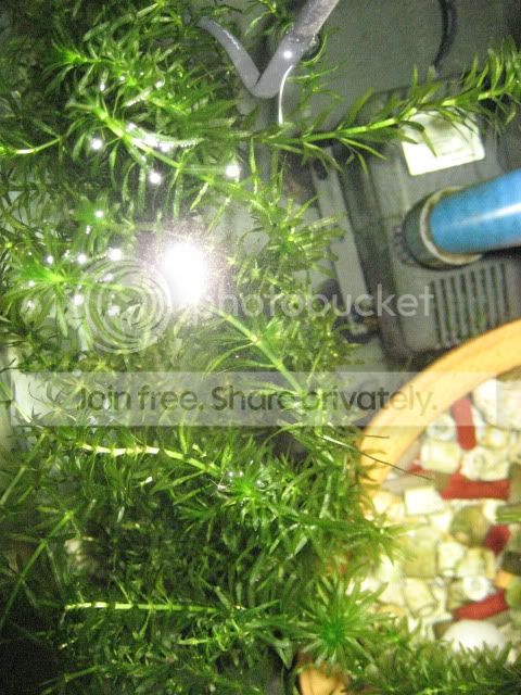 elodea007.jpg