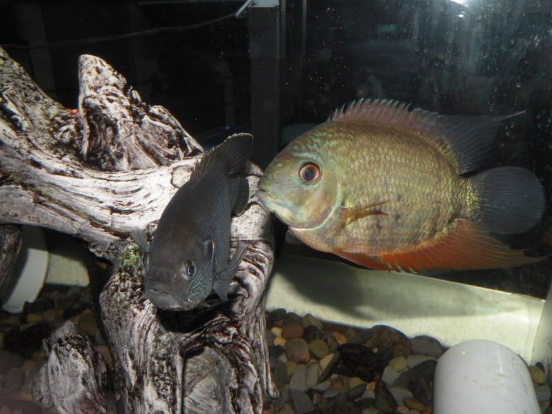 DSCN6382.jpg