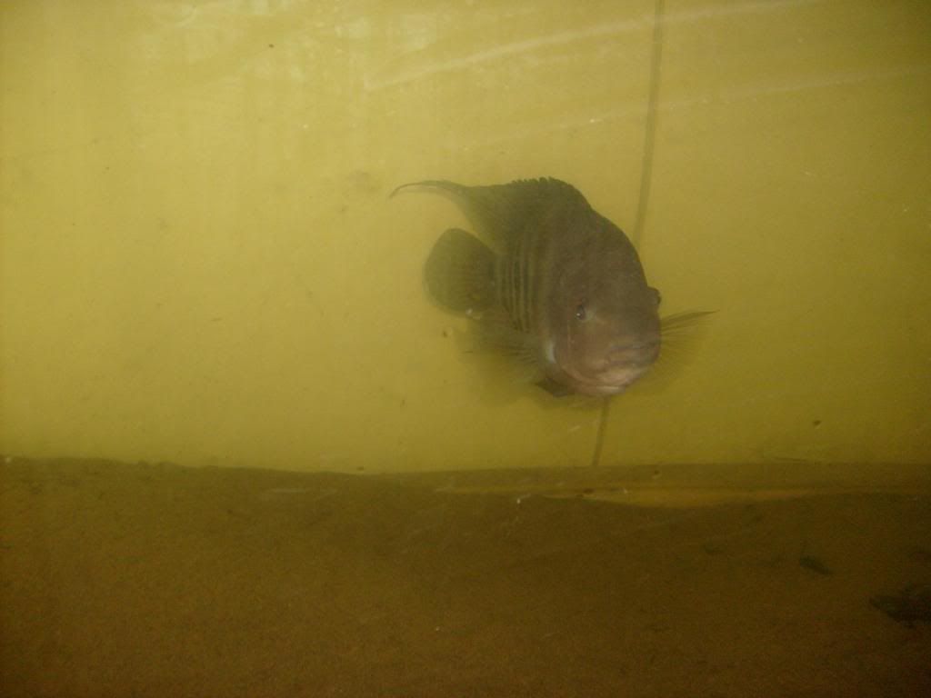 S6300040.jpg