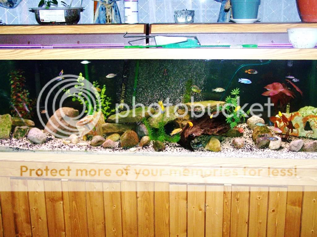 fishatnight001.jpg