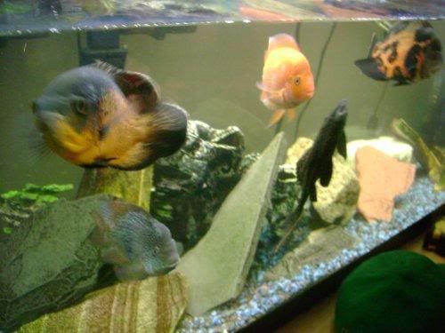 FISH.jpg