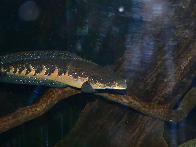 fish-1.jpg