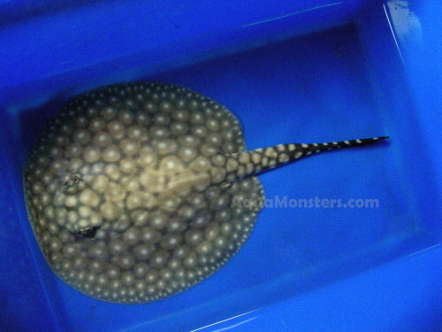 P14_11cm_female_002.JPG