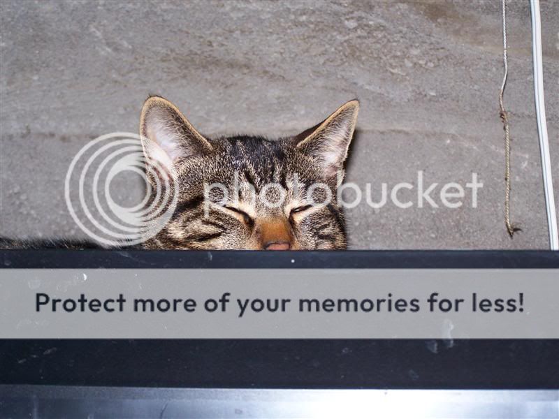 100_2951Medium.jpg